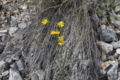 Crepis atribarba originalis