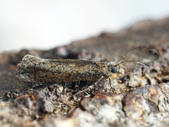 Ypsolopha vittella