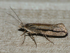 Ypsolopha vittella