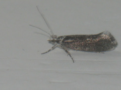 Ypsolopha vittella