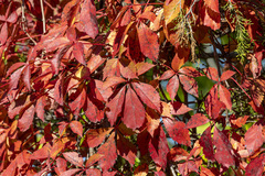 Parthenocissus quinquefolia