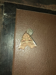 Scoliopteryx libatrix