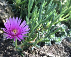 Delosperma cooperi