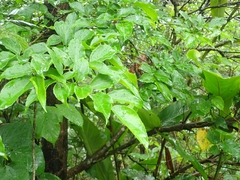 Celtis tetrandra