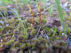Ptychostomum capillare