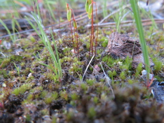 Ptychostomum capillare