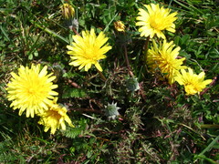 Taraxacum discretum