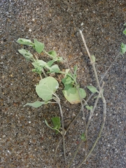 Matelea cynanchoides