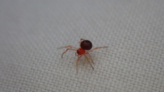 Ruborridion musivum