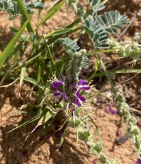 Dalea lanata
