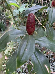 Costus