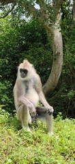 Semnopithecus priam