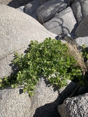 Mirabilis tenuiloba