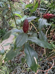 Costus
