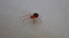 Ruborridion musivum