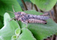 Xyleus discoideus angulatus