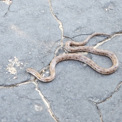 Lampropeltis calligaster