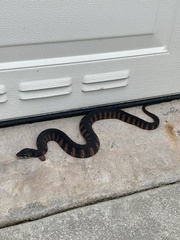 Nerodia fasciata pictiventris