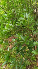 Wikstroemia