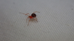 Ruborridion musivum