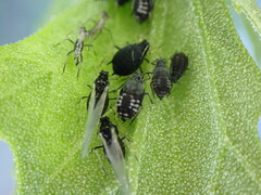 Aphis fabae