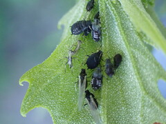 Aphis fabae