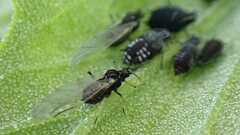 Aphis fabae