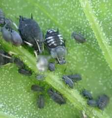 Aphis fabae