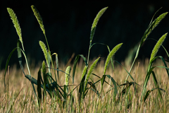 Setaria magna