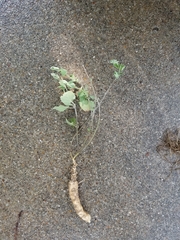 Matelea cynanchoides