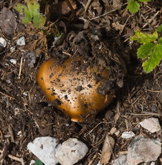 Calonarius