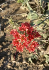 Nyctaginia capitata