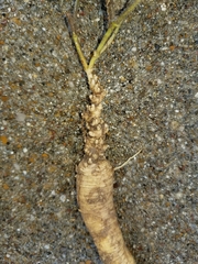 Matelea cynanchoides