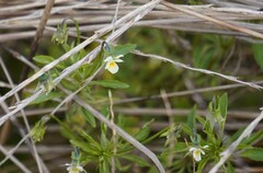 Viola arvensis