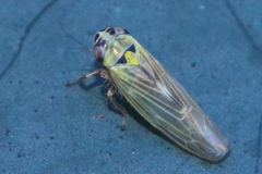 Macrosteles