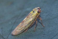 Macrosteles