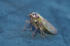 Macrosteles