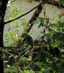 Forpus xanthopterygius