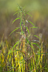Amaranthus cannabinus