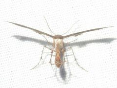 Michaelophorus indentatus