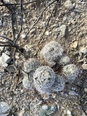 Mammillaria grahamii