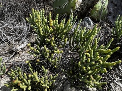 Arthroceras subterminale