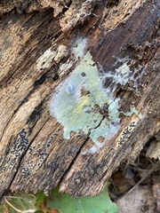 Rosellinia subiculata