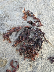 Fucus vesiculosus