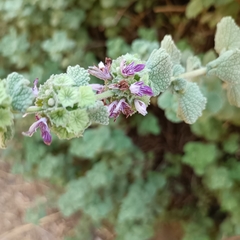 Pseudodictamnus hirsutus