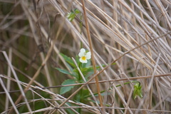 Viola arvensis