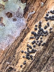 Rosellinia subiculata