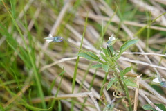 Viola arvensis