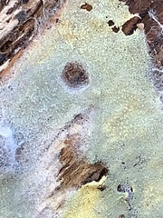 Rosellinia subiculata