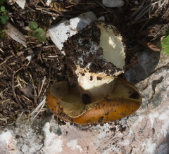 Calonarius